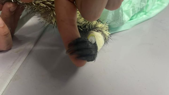 Muere puercoespín que fue golpeada en Antón Lizardo, Veracruz