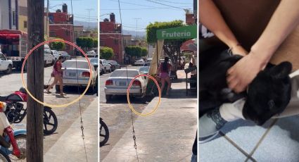 "¡Es un puma!": mujer va a la tienda con todo y su “bebé” | VIDEO