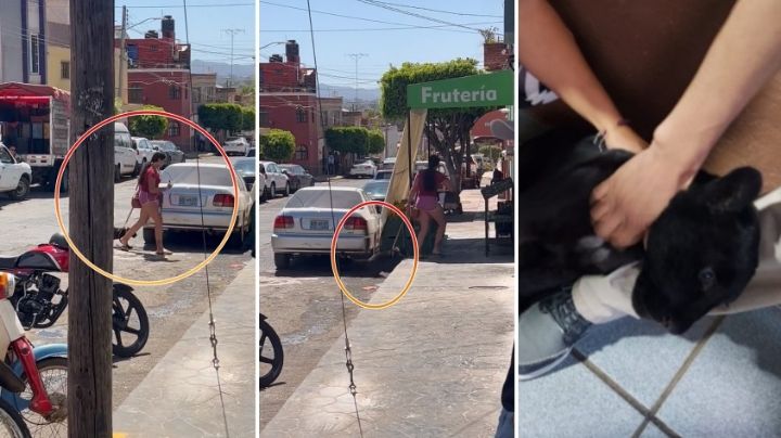 "¡Es un puma!": mujer va a la tienda con todo y su “bebé” | VIDEO