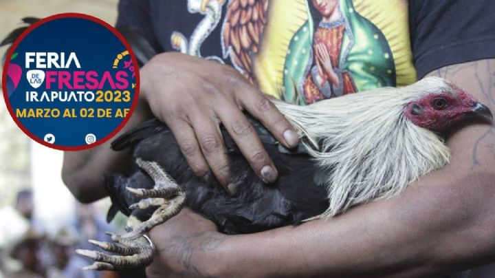 Prohiben peleas de gallos en la Feria de las Fresas en Irapuato
