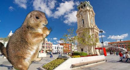 Pachuca protegerá a las tuzas, pasó de ser una plaga al ícono de la ciudad