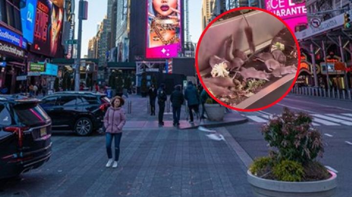 VIDEO: Ratas invaden el corazón de Times Square