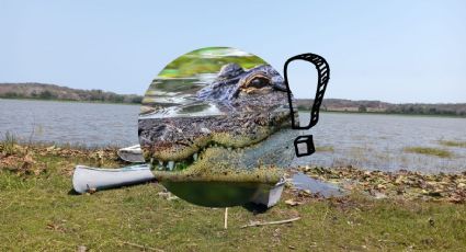 ¿Qué hacer si me encuentro con un cocodrilo en las lagunas de Veracruz?