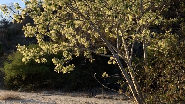 El árbol palo blanco de Guanajuato amenazado de peligro de extinción