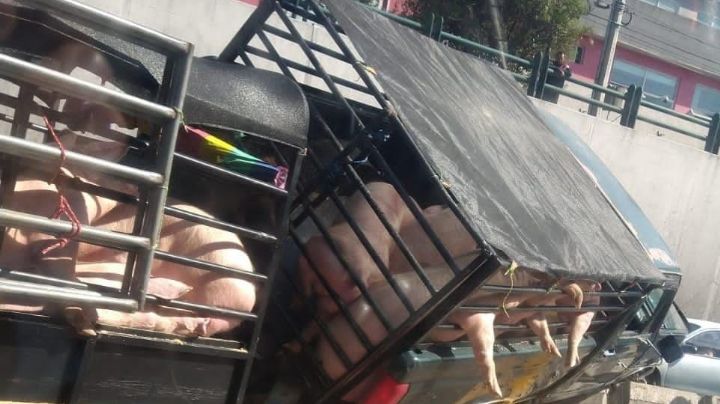 VIDEO: Camión causa caos Toluca; hay 20 puercos lesionados