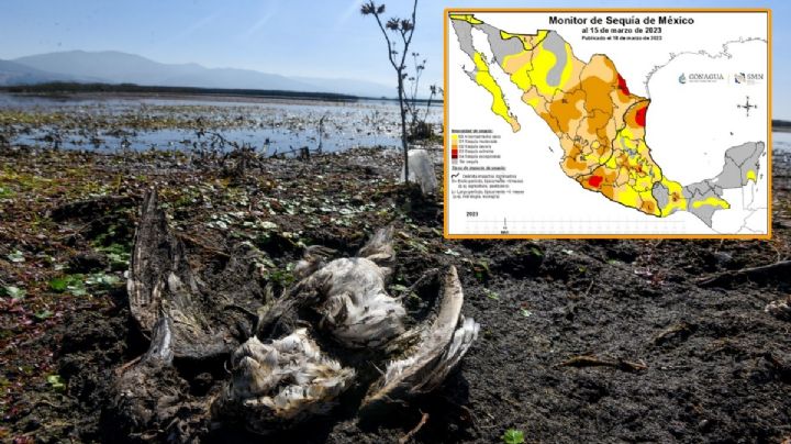 Estos estados son los más afectados por la SEQUÍA en México