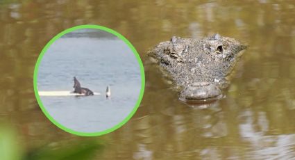 ¿Qué especie de cocodrilo vive en las lagunas de Veracruz?