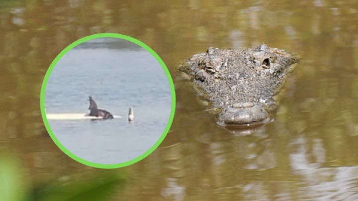 ¿Qué especie de cocodrilo vive en las lagunas de Veracruz?