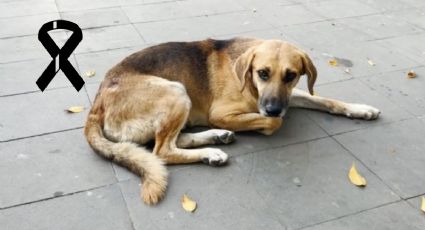 Dan último adiós a “Parque”, lomito callejero y mascota de Actopan