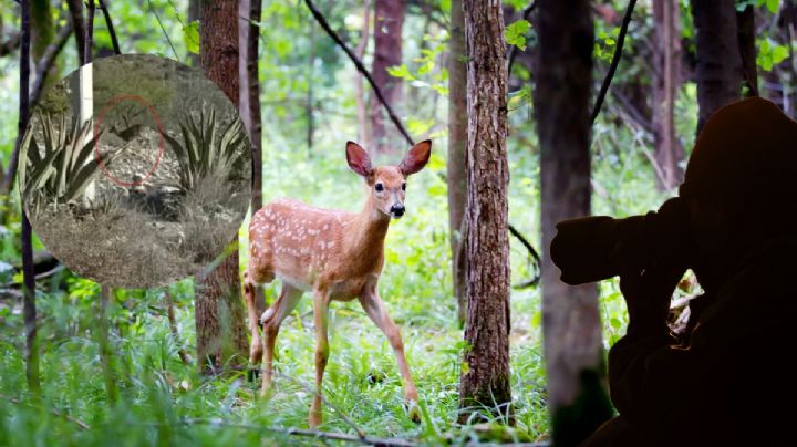Captan a pareja de venados cola blanca en Hidalgo | Video
