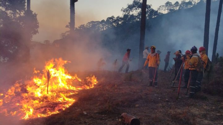 Se pierden 34 hectáreas de zonas boscosas en Hidalgo a causa de los incendios