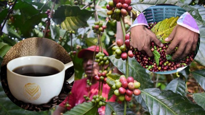 ¿El mejor café de Veracruz? En esta competencia puedes ganar hasta 35,000 pesos