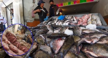 Tiran 45 kilos de pescado en mal estado en Guanajuato que vendían en negocios