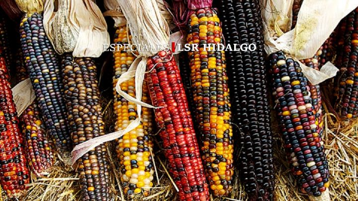 Tortilla de maíz criollo, alimento de lujo sólo al alcance de campesinos hidalguenses