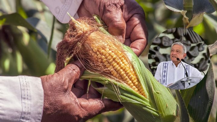 Reclaman agricultores de maíz y trigo de Sonora el abandono de Durazo y abuso de molineros