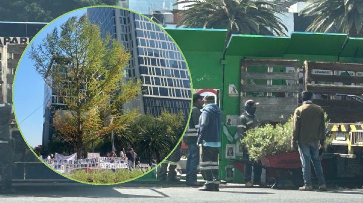 ¿Cuándo llegará el nuevo ahuehuete de Reforma? Ponen bonita la glorieta para recibirlo