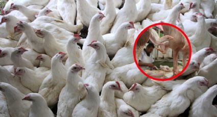 Gripe aviar llega a México; ¿viene alza de precio en pollo y huevo?