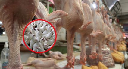 Gripe aviar tiene potencial de pandemia como covid-19, alerta la OMS