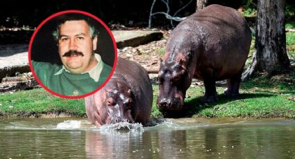 Hipopótamos de Pablo Escobar, en riesgo de muerte; mexicanos quieren salvarlos