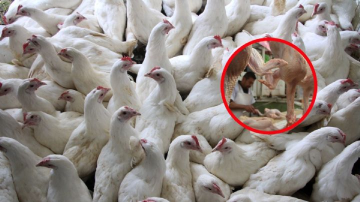 Primera muerte por influenza aviar en México: confirman deceso de niña de Durango