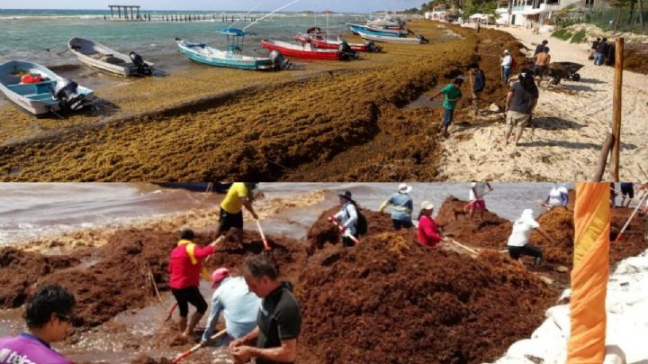 Sargazo se adelanta en Quintana Roo; estas son las playas más afectadas