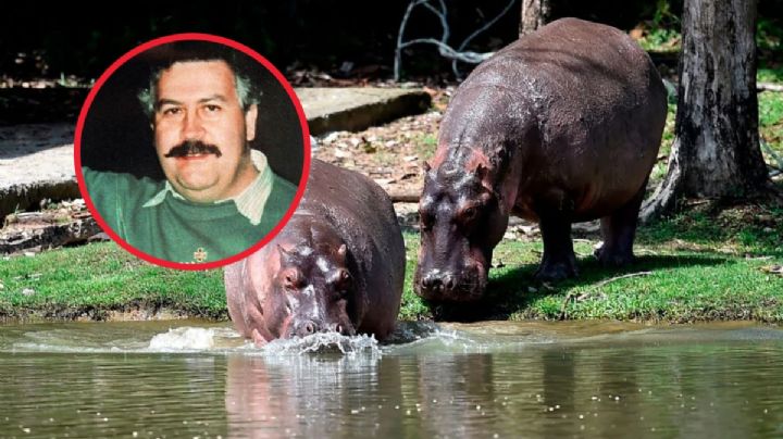 Hipopótamos de Pablo Escobar, en riesgo de muerte; mexicanos quieren salvarlos