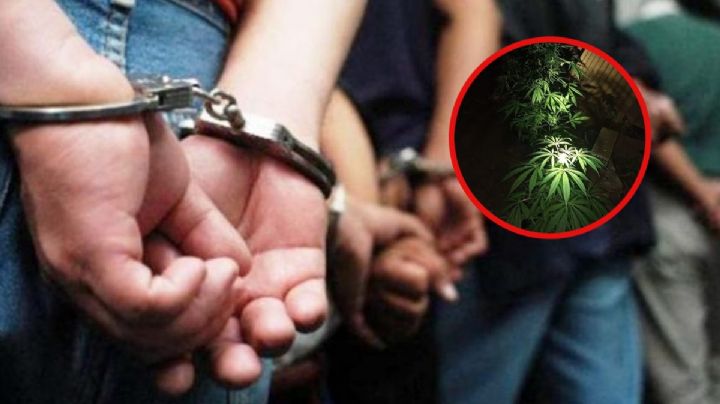 Decomisan plantío de droga en Huautla; hay tres detenidos