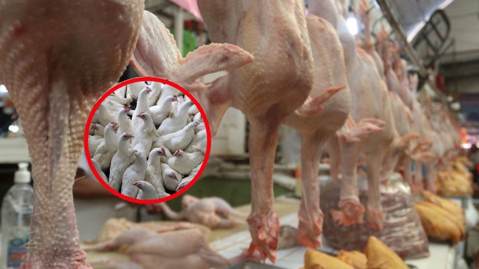 La OMS advierte de la peligrosidad de la gripe aviar para humanos