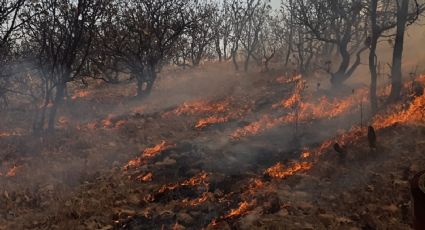 En 2022 se quemaron 2,655 hectáreas en Guanajuato por incendios forestales