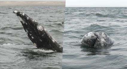 Avistamiento de ballenas grises en Puerto Chale; espectáculo natural sorprende a turistas (VIDEO)