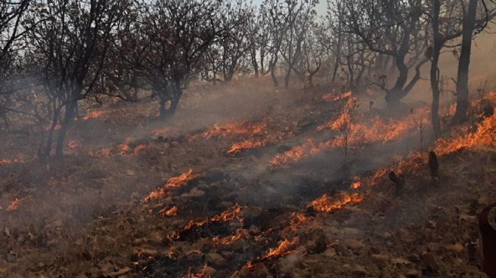 En 2022 se quemaron 2,655 hectáreas en Guanajuato por incendios forestales