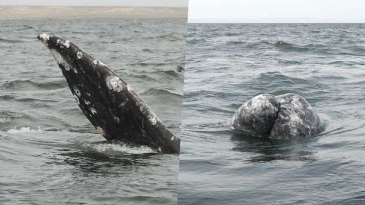Avistamiento de ballenas grises en Puerto Chale; espectáculo natural sorprende a turistas (VIDEO)