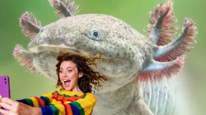 ¿Dónde visitar los ajolotes en Pachuca, especie en peligro de extinción? Horarios y actividades