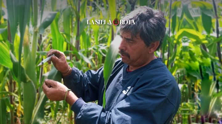 Maíz en CDMX: "Nosotros somos productores de muy pocos recursos y los grandes venden más barato"