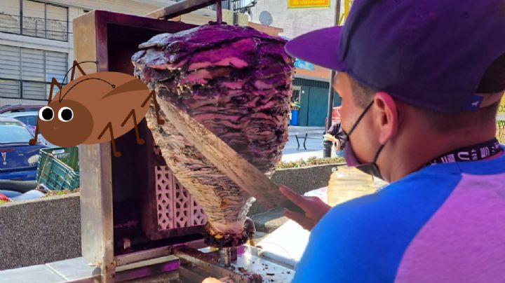 Tacos de cucaracha este fin de semana en Xalapa ¿Los probarías?