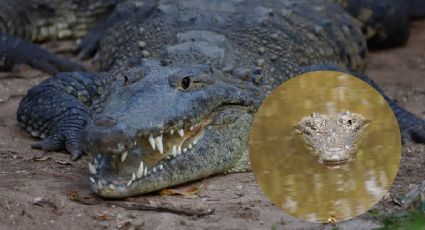 Grupo ambientalista llama a ponerle nombre al cocodrilo del Malibrán