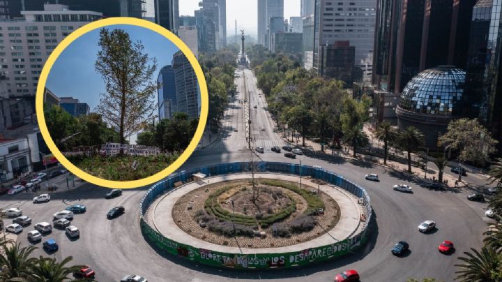 ¿Quitarán el Ahuehuete de Paseo de la Reforma? Esto sabemos