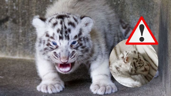 Sorprende en Tlacotalpan el hallazgo de cuerpos de crías de tigre