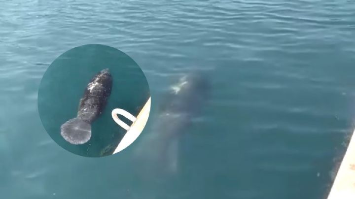 Luna: la manatí que fue vista nadando en puerto de Veracruz