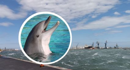 VIDEO: Delfín sorprende a turistas jugando frente al malecón de Veracruz