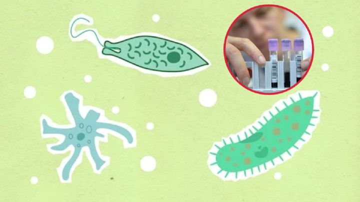 ¿Las bacterias se están extinguiendo? Crean banco de caca para evitarlo