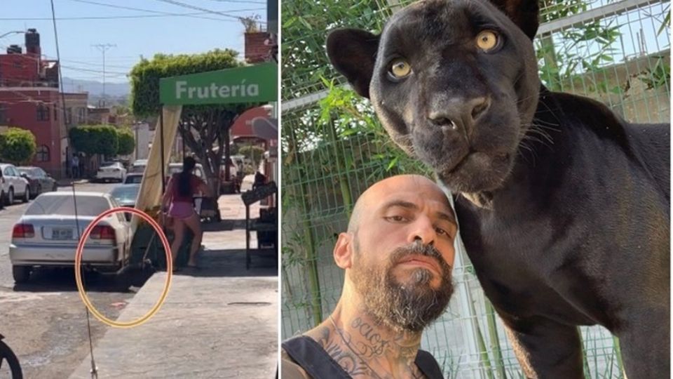 Jacqueline mandó un mensaje a Babo, vía redes sociales, para que les pueda brindar información acerca de cómo pueden acreditar la tenencia legal de este tipo de felinos