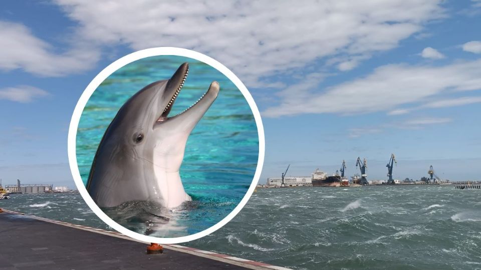 Pescadores afirman que es una tonina, una especie de delfín.
