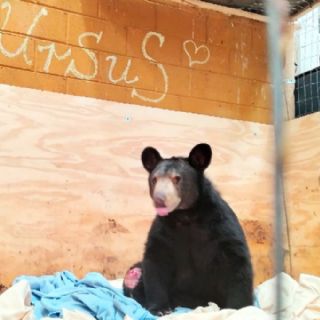 Ursus, el oso baleado en Nuevo León, tiene esperanza de vida en Pachuca