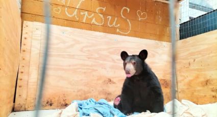 Ursus, el oso baleado en Nuevo León, tiene esperanza de vida y libertad en Pachuca