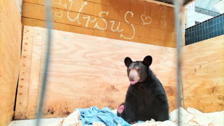 Ursus, el oso baleado en Nuevo León, tiene esperanza de vida y libertad en Pachuca