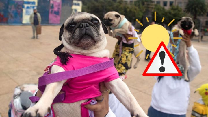 ¿Cómo cuidar a mi perro cuando viene calor en Veracruz? Esto dice experta