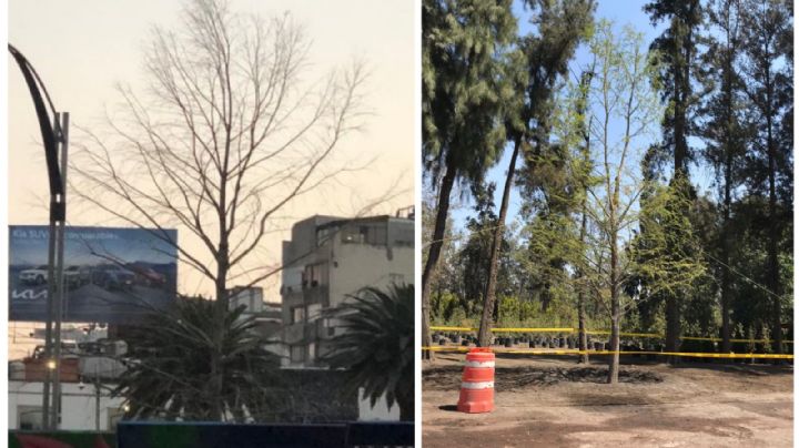 Remplazarán al Ahuehuete de Paseo de la Reforma, anuncia Sedema