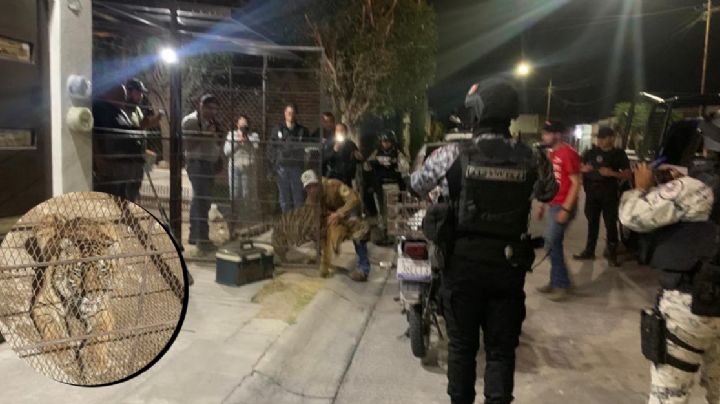 Catean domicilio en San Pancho y aseguran tigre de bengala