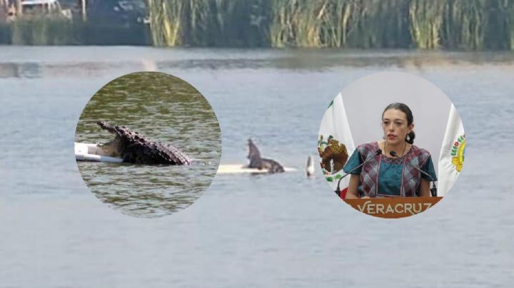 Esto dice Protección Civil sobre el cocodrilo en laguna del Malibrán